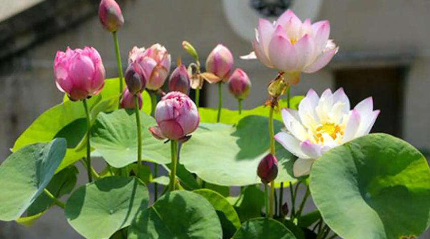 新手碗莲种不好教你一个小技巧,碗莲种藕多久开花