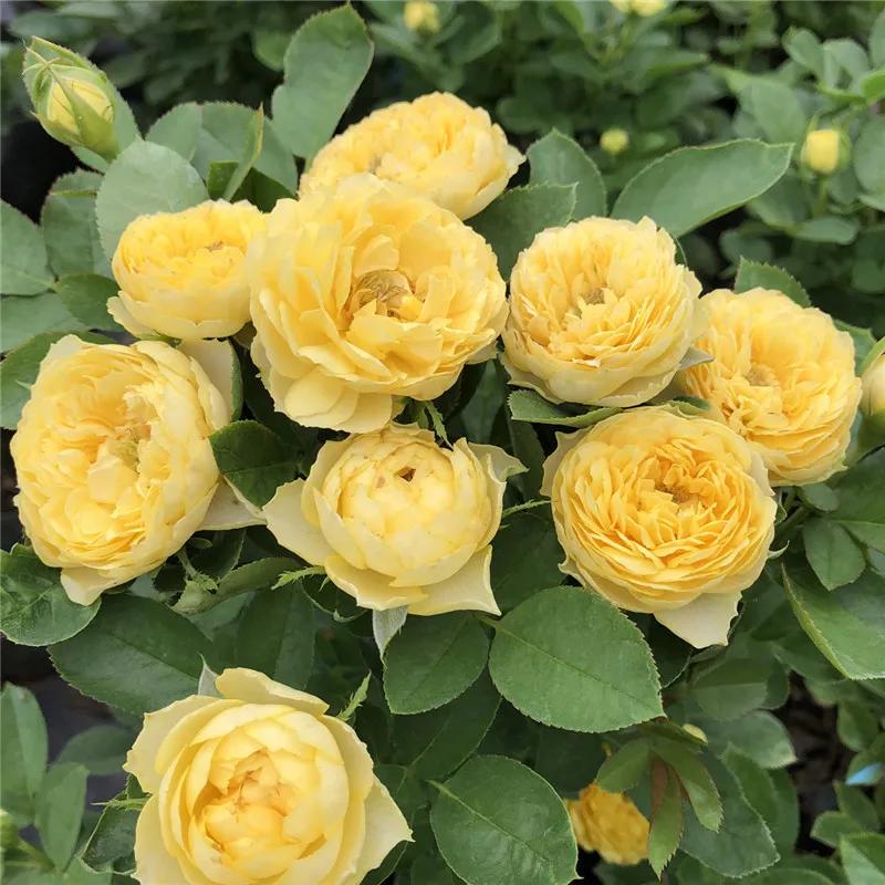 月季美图100张,月季花唯美高清图片大全