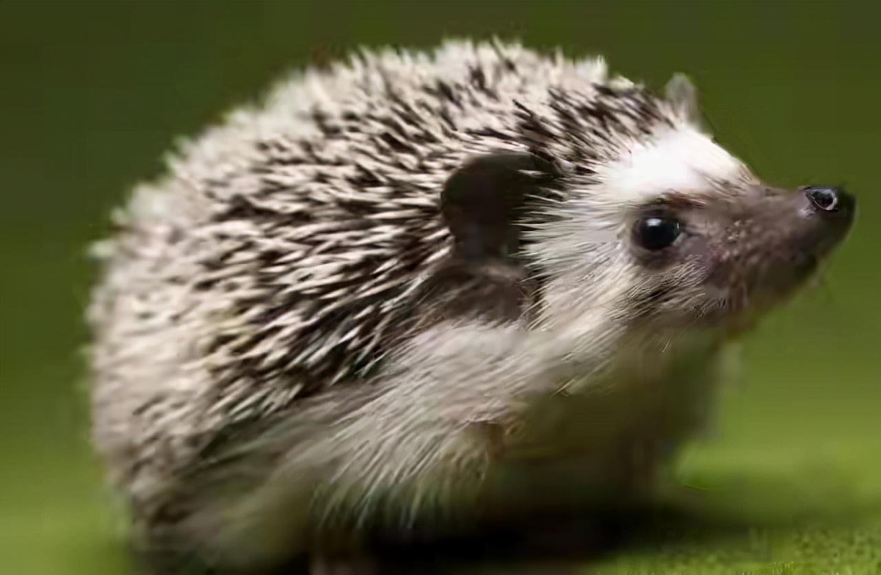 民间故事装死躲过一劫,民间故事男子在山神庙避雨