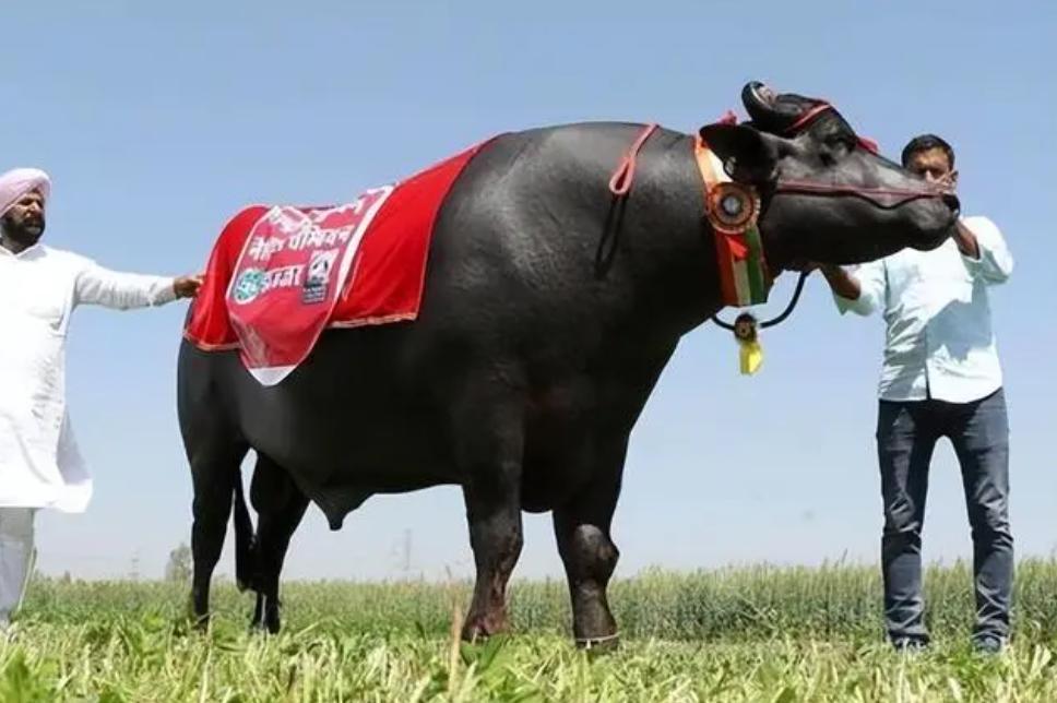 马和牛能够杂交吗,公马和母牛算杂交育种吗