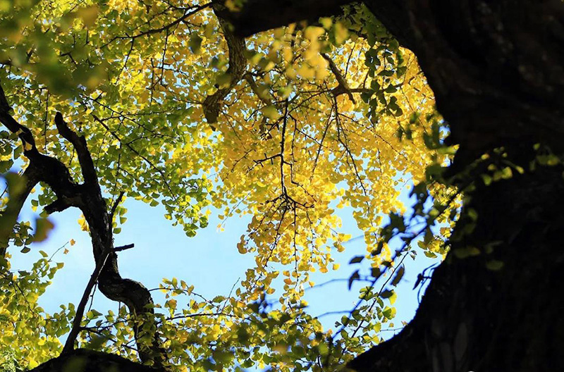 南岳拜佛详细讲解,南岳衡山烧香攻略视频