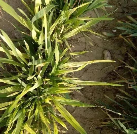 小麦打过防病毒病药后更黄怎么办,小麦预防病虫害多久打一次药