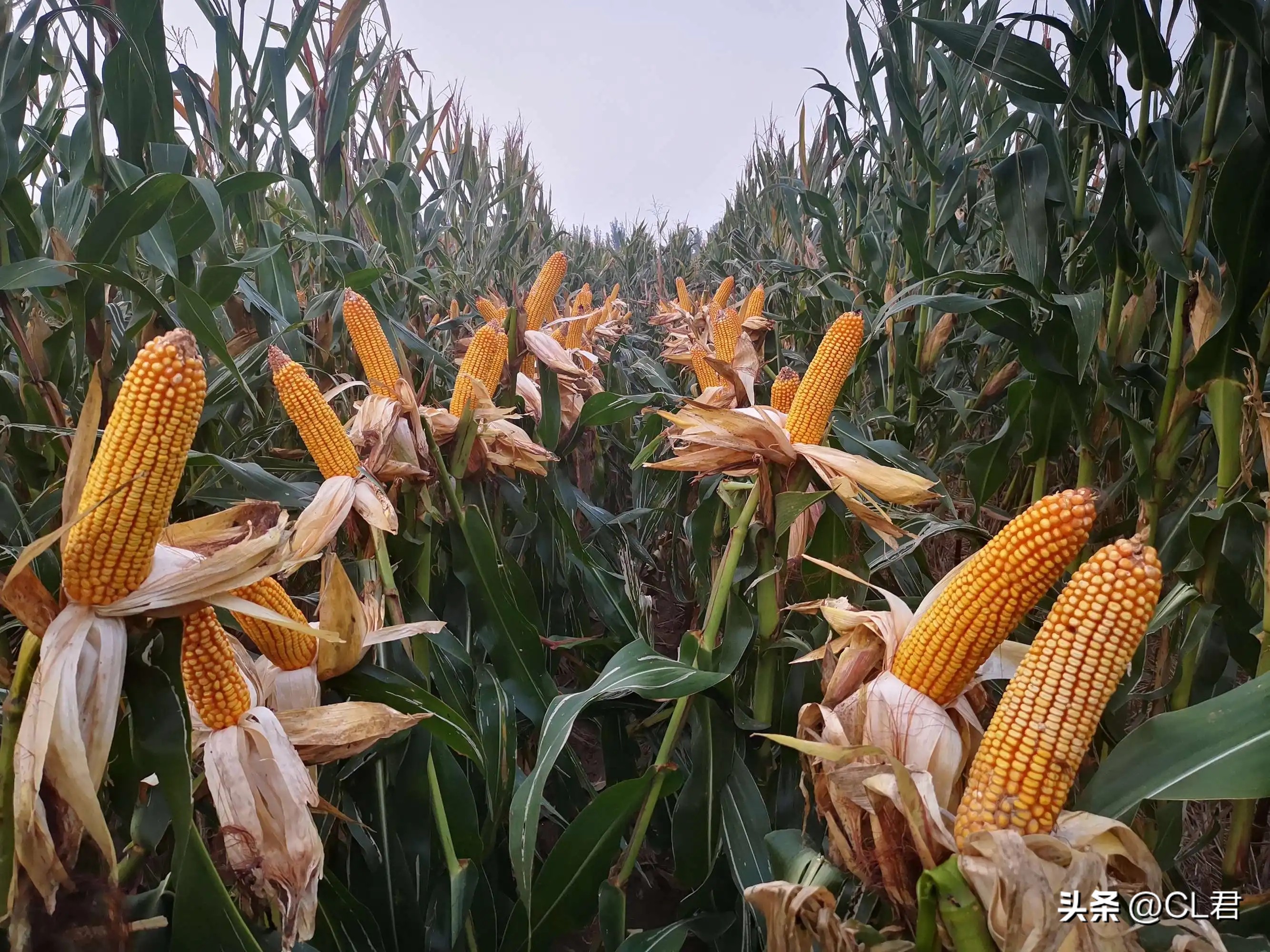 10月份最新玉米价格行情分析,玉米10月行情回顾