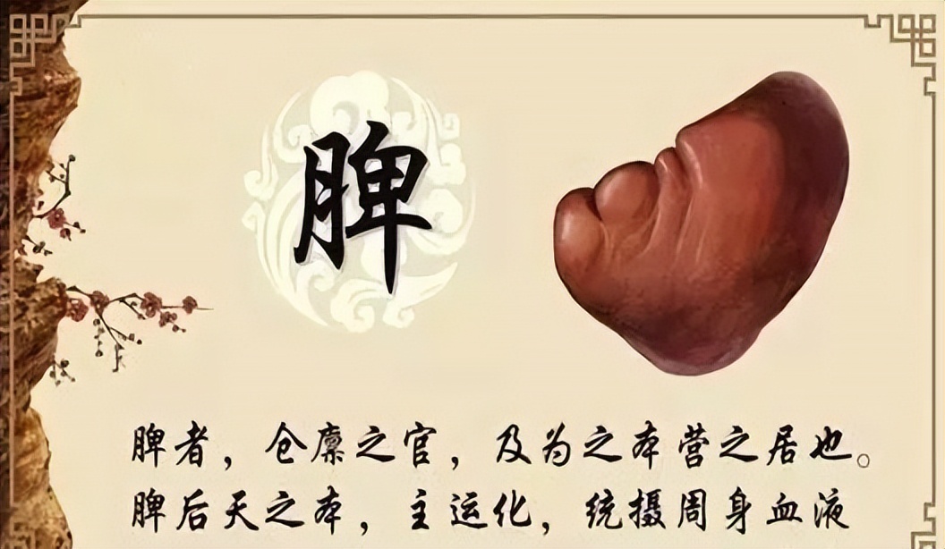 脾胃虚的人气血不足怎么调理最好,气血不足脾胃不好怎么治疗