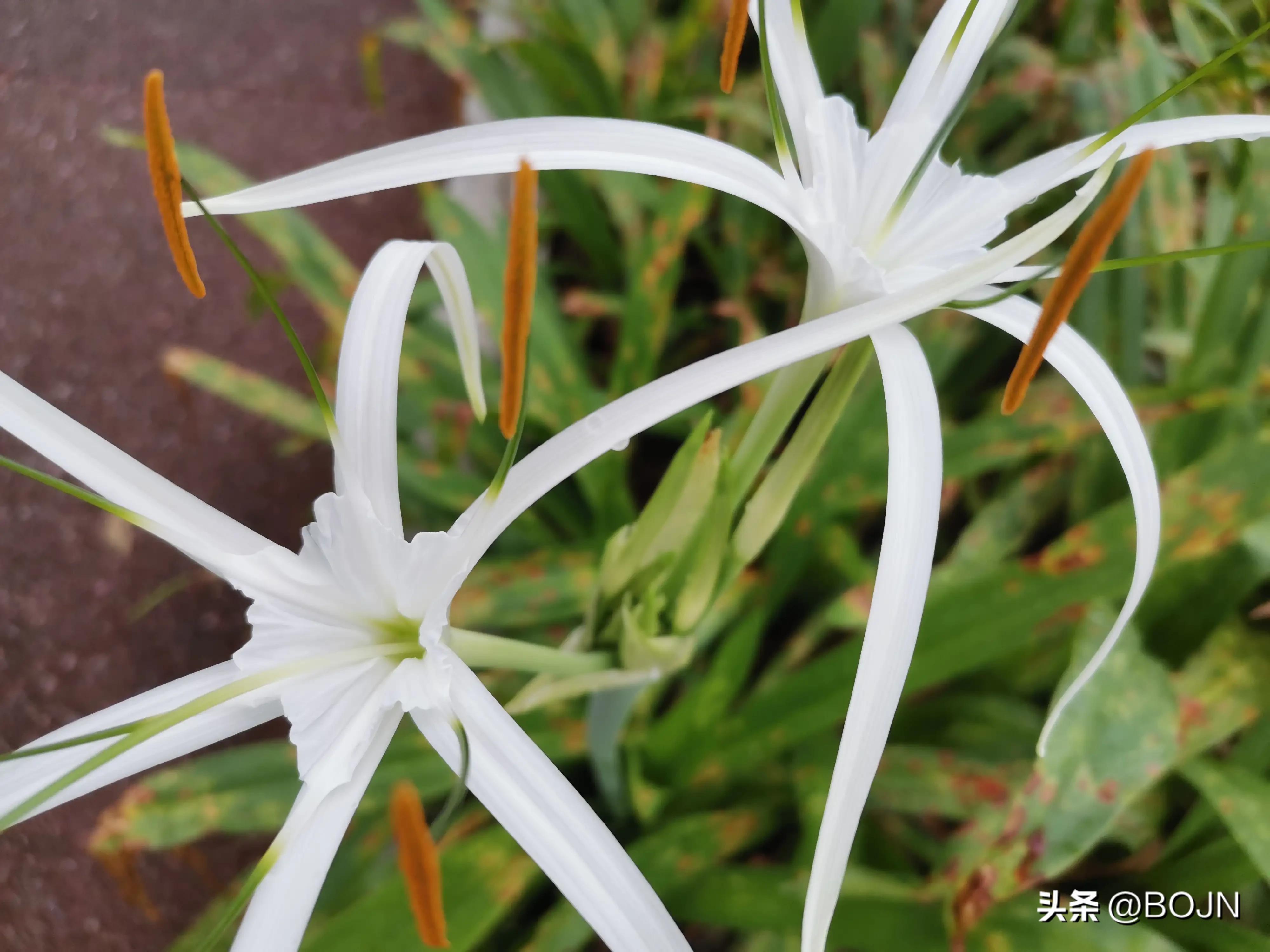 你能认出几种花来,大家能猜出什么花