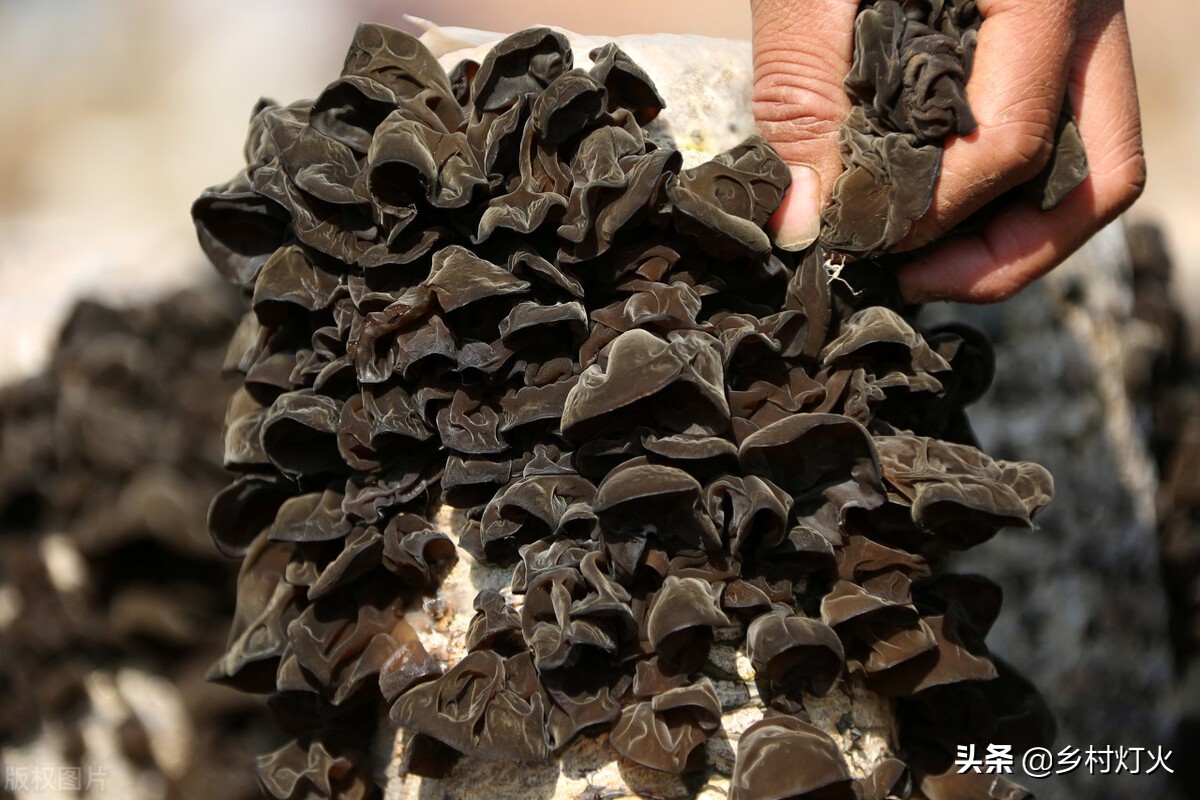 人工种植木耳与野生木耳区别,人工种植木耳和野生木耳营养如何