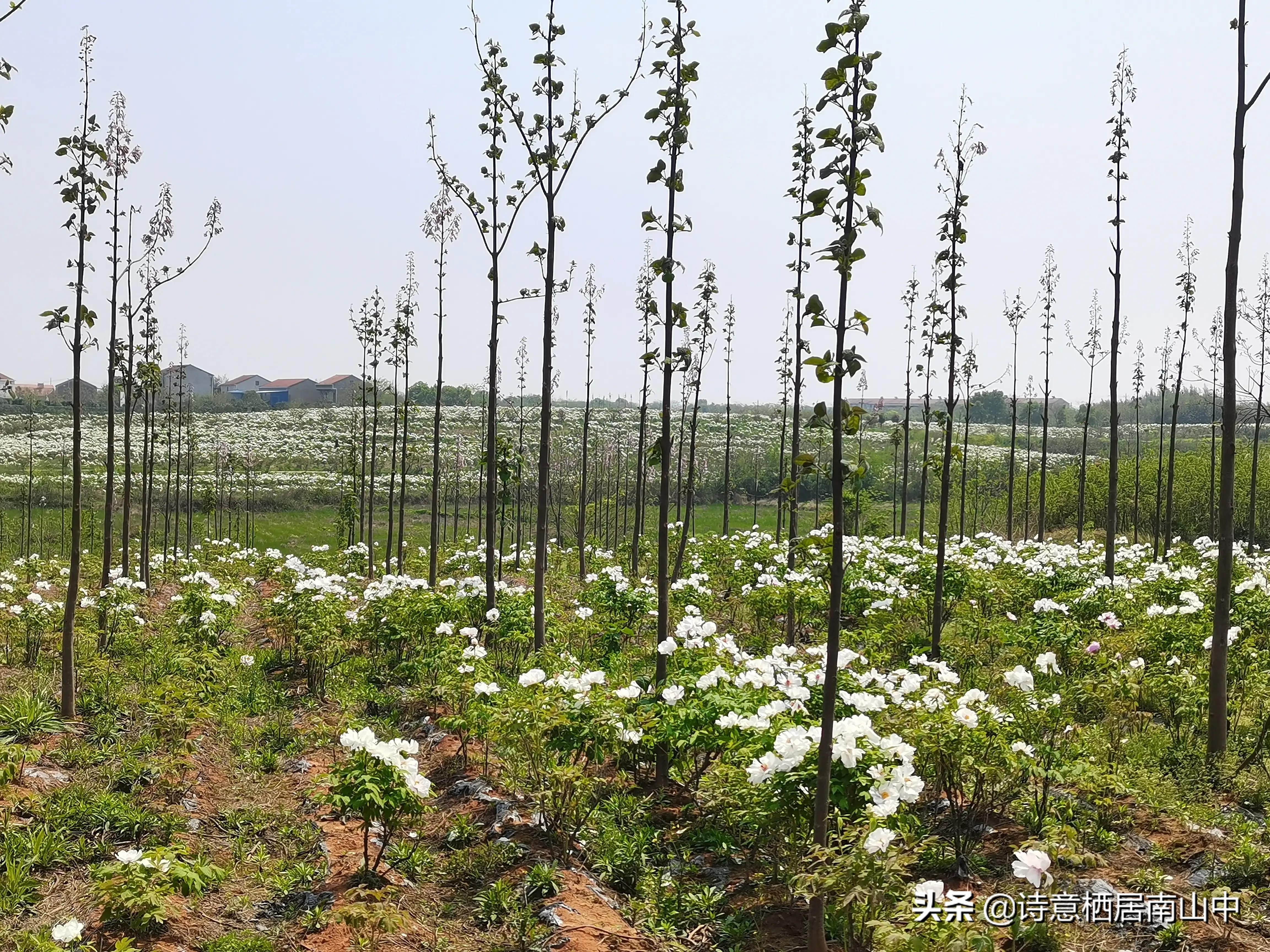 江夏鲁湖湿地公园,江夏金口鲁湖梦里田园