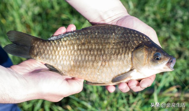 人工饲养鲫鱼最佳水深多少合适,人工饲养的鲫鱼和野生的营养区别