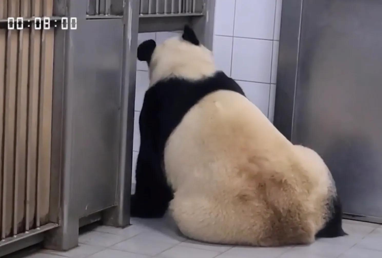 央妈也蹭热度官宣爱宝二胎，宝家族自然繁育的故事，再次开花结果