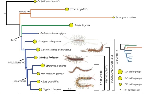 鸡为什么是蝎子的克星,鸡为什么是虫子的天敌呢
