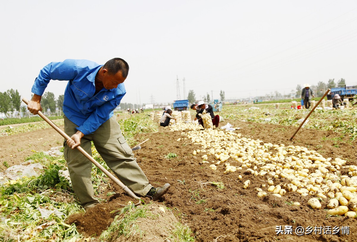 每年用这几个方法种土豆,长得不但个大光滑,产量也真就是高