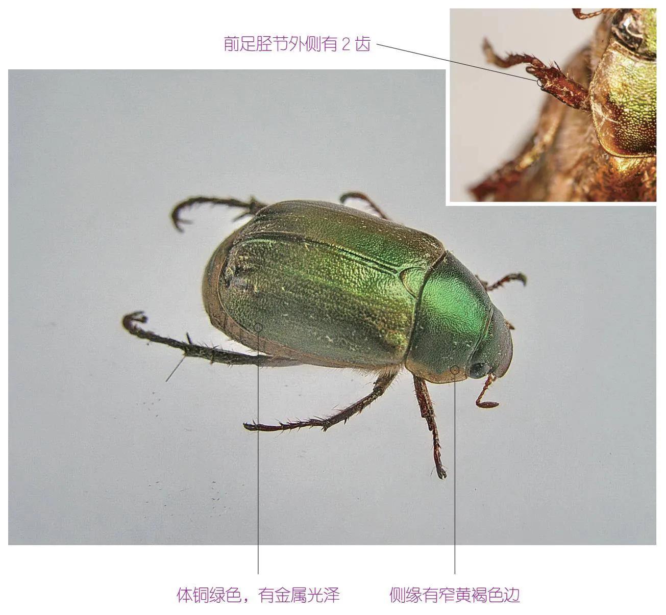 32种昆虫简介思维导图,32种食用植物