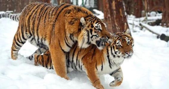 狮子和老虎能繁育后代吗,狮虎兽是老虎与狮子的混血吗