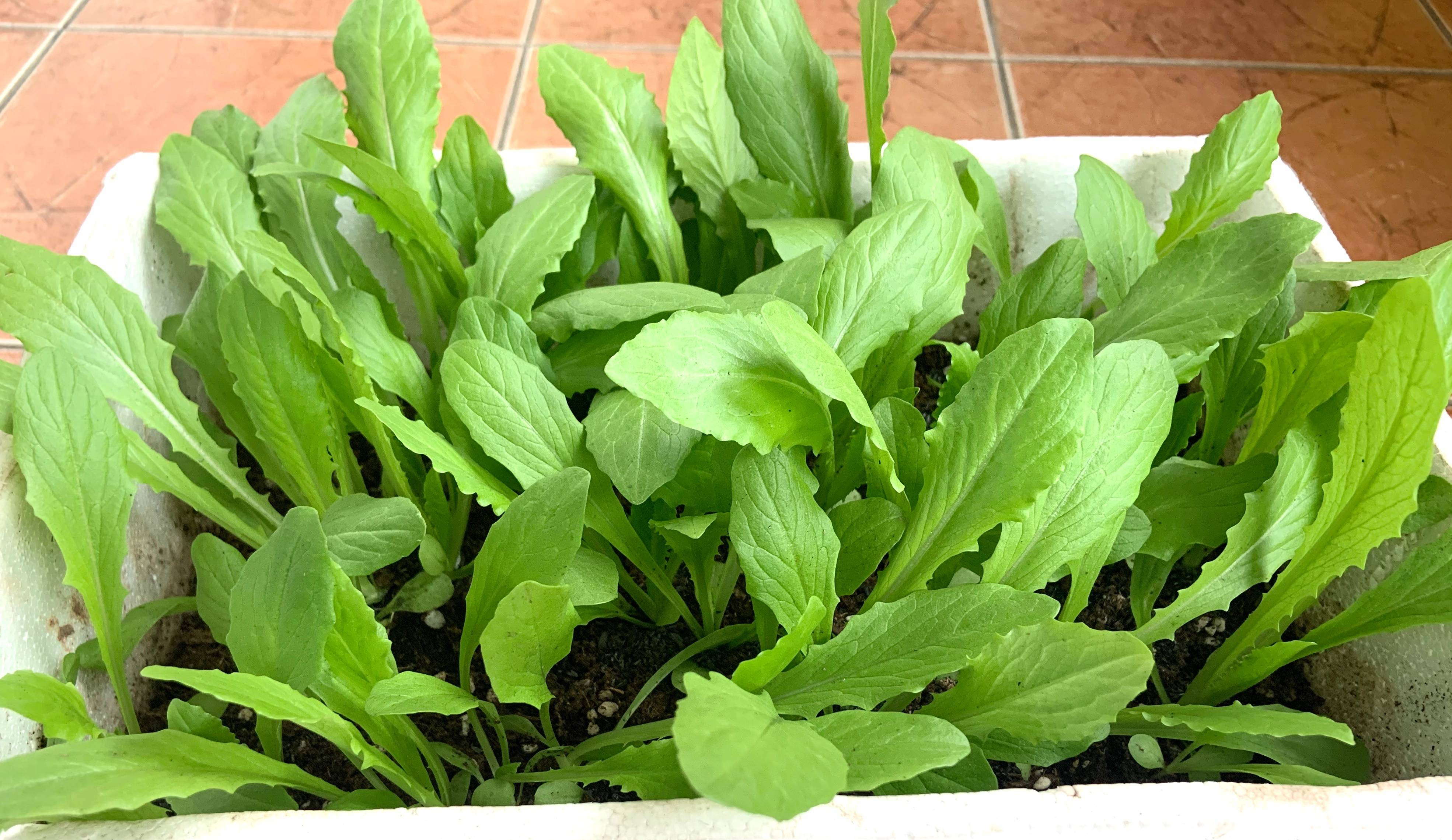 3种蔬菜,种快速生长的青菜的方法和步骤