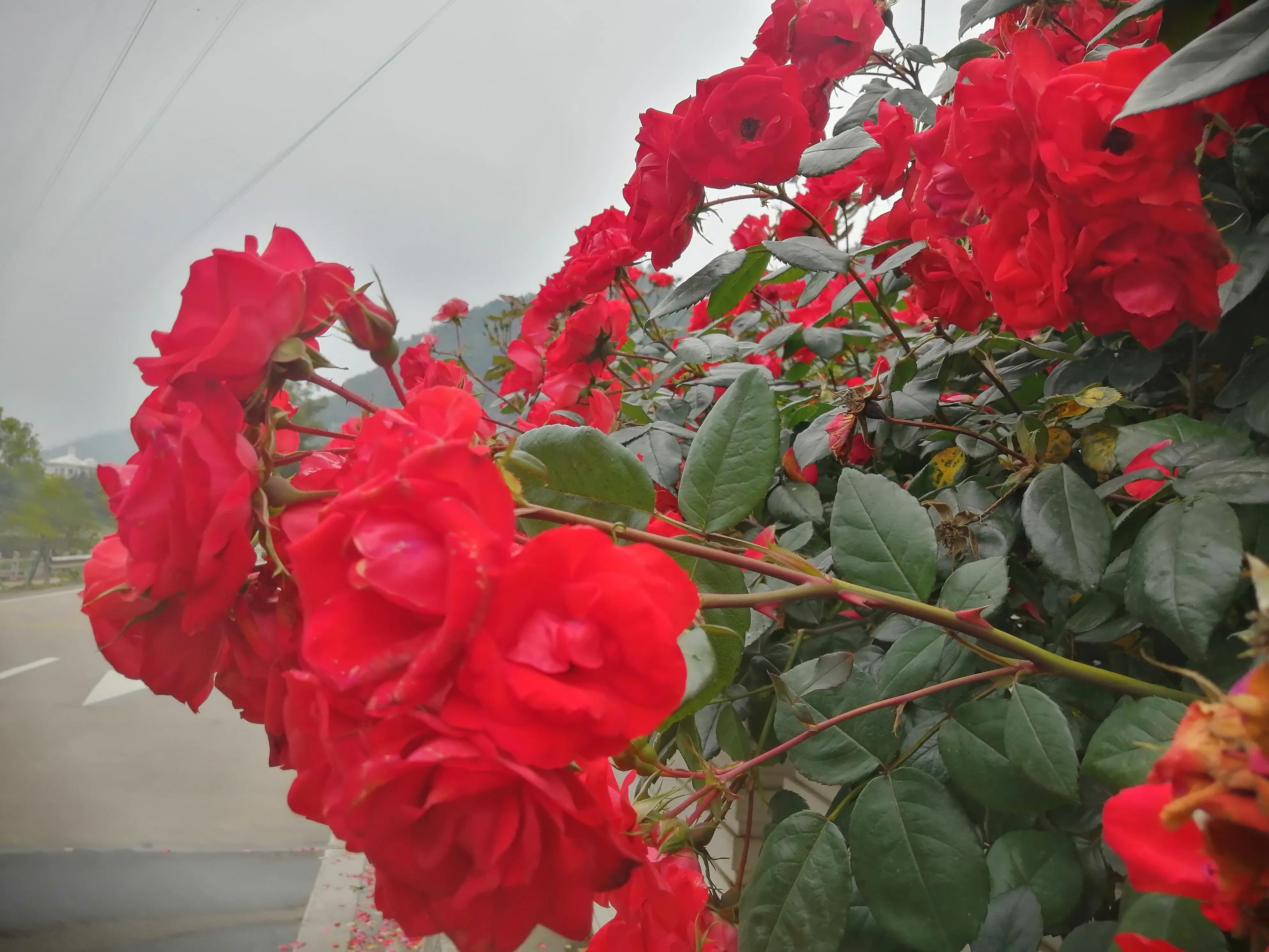 回娘家买车厘子,回娘家给父母和哥嫂买啥礼物