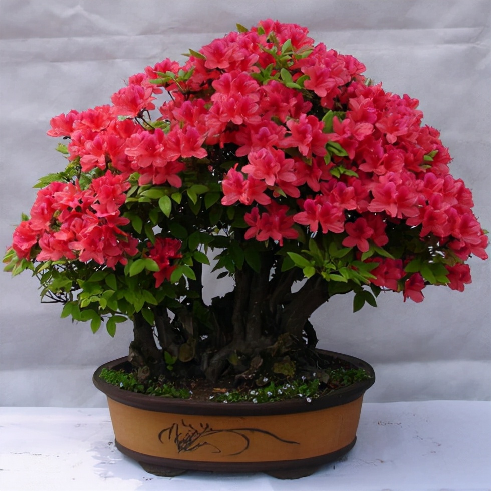 百花齐放春意浓群芳争艳,百花齐放喜迎新春