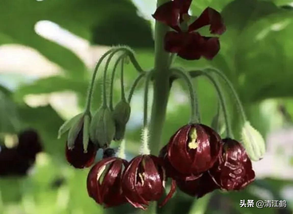 人称“江边一碗水”，荒野3月开紫花，细读栽培“5措施”秒懂种植