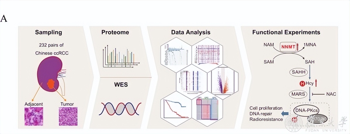 复旦团队发表研究成果,复旦大学最新科研消息