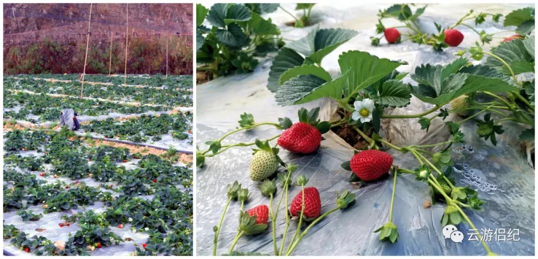 莓你不行壁纸,莓你不行表情包