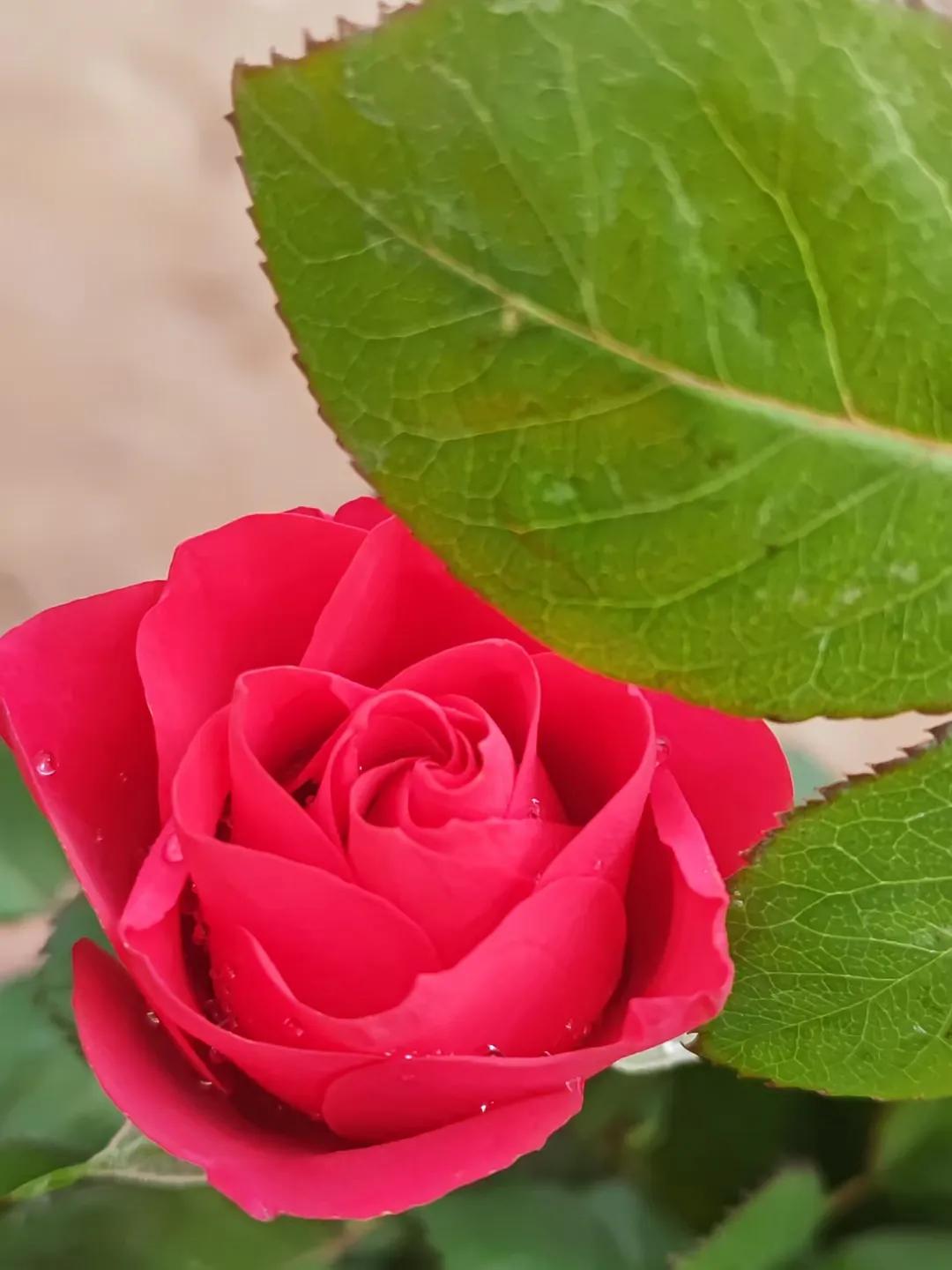 看淡一切生活皆美好,生活的美好是内心的淡定和从容