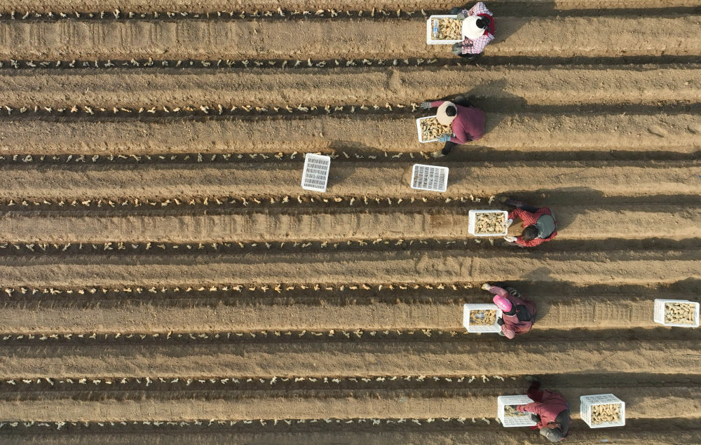 河北唐山生姜价格表,河北唐山丰润生姜