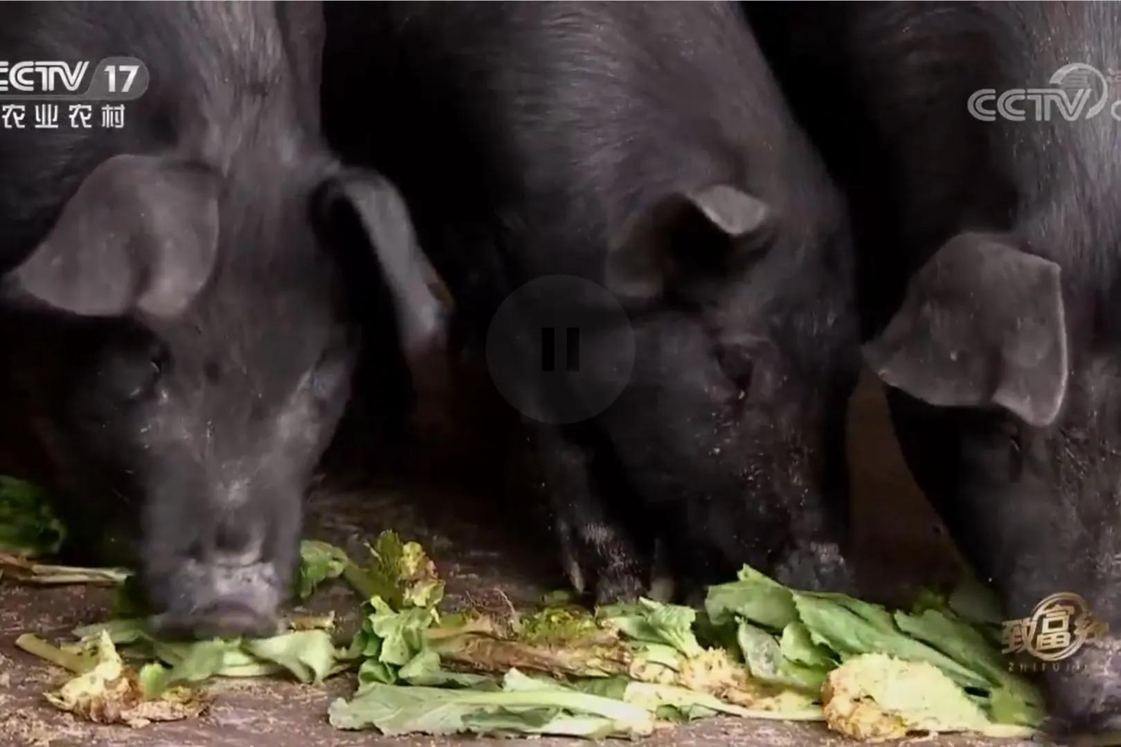 男子承包900亩荒山创业,小伙承包500亩地种特产如今暴富