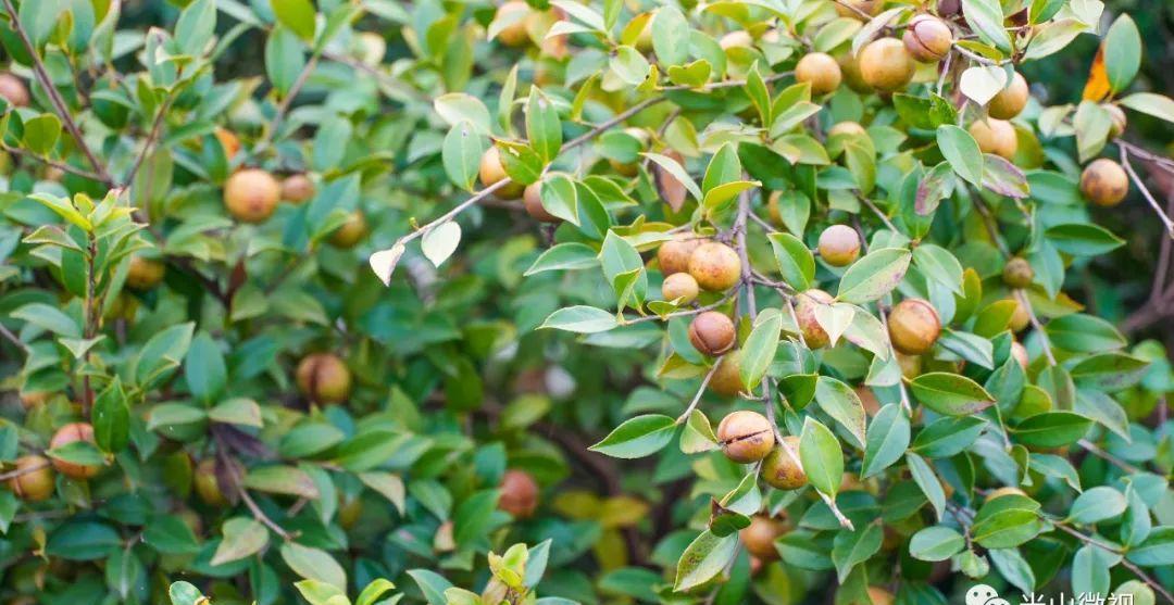美丽的光山美景,光山县万亩油茶