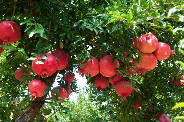 乡土散文消失的村庄,乡土散文朗诵