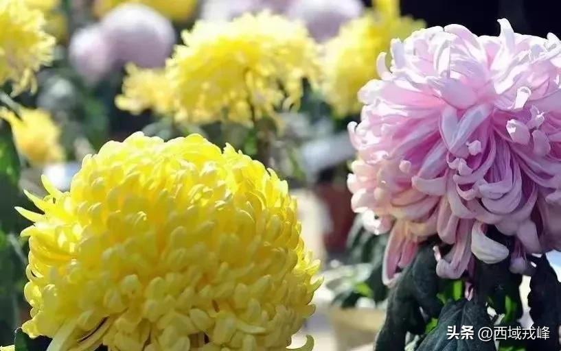 人世间‖云海苍穹泪两行——深切怀念父亲仙逝五周年·张耀宇