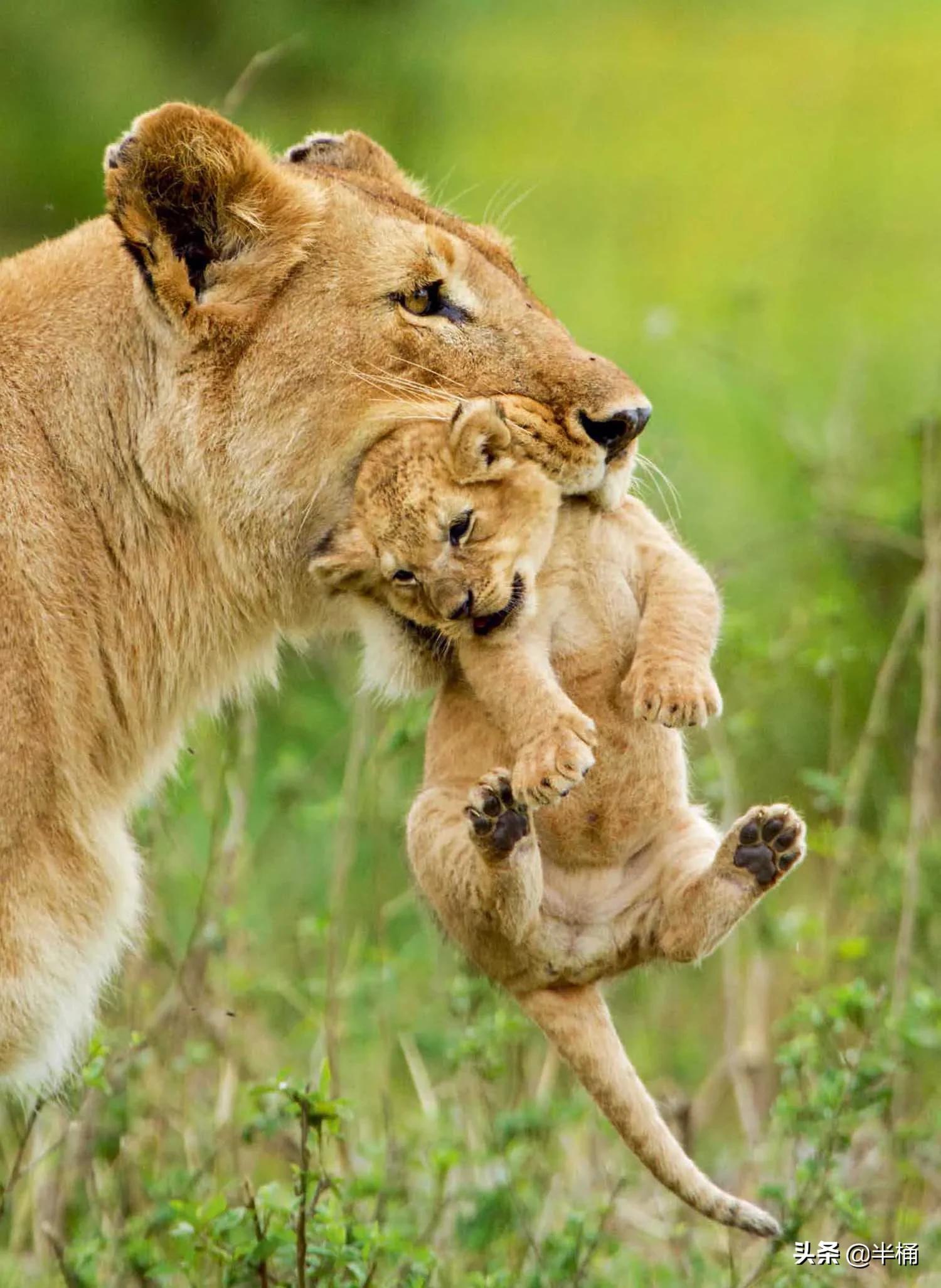 狮子老了的结局,狮子老了离群而死