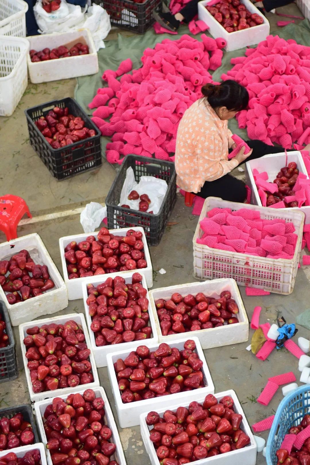 我国四大地理区域水果,中国什么地方热带水果多