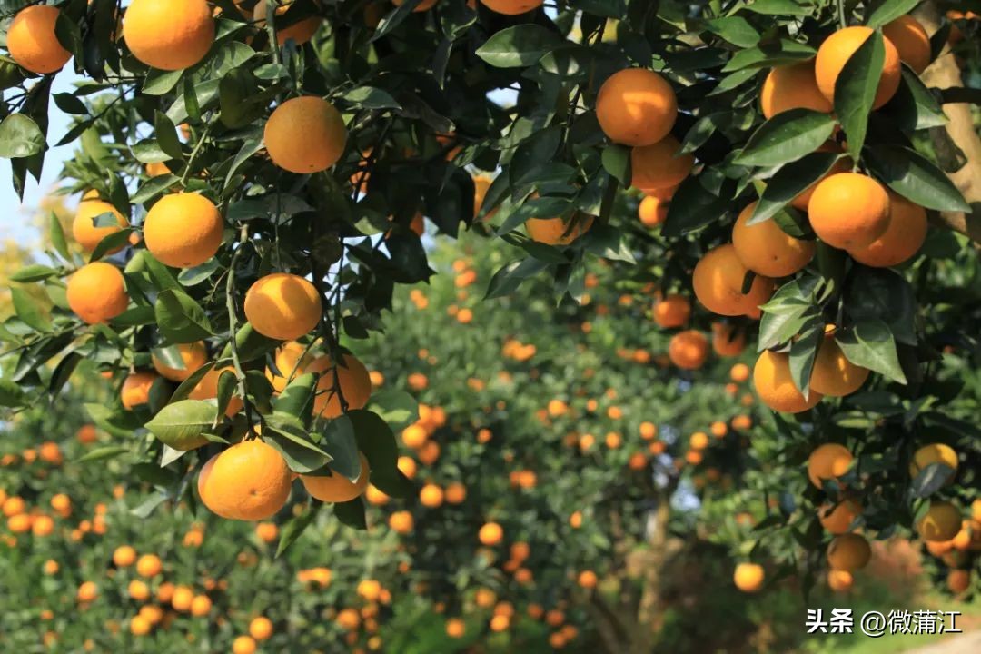 成都市蒲江县耙耙柑果园出售,四川成都蒲江耙耙柑最新行情