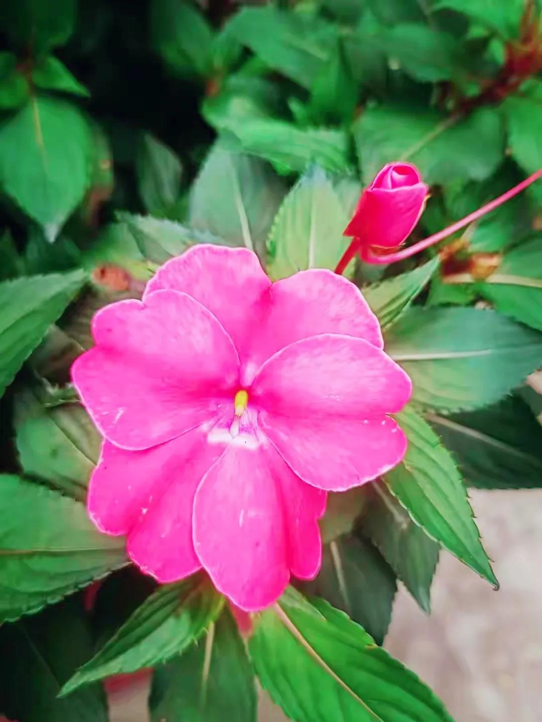 美丽五颜六色的凤仙花,七月最美的花景视频素材