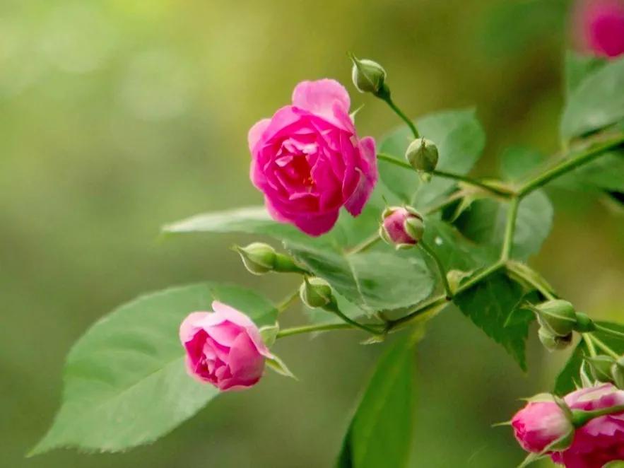 春夏之交，越来越多的花含苞欲放，这一百种娇媚蓓蕾真是美不胜收