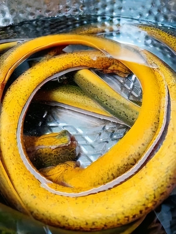 黄鳝与肉红烧如何制作,红烧黄鳝的做法家常菜