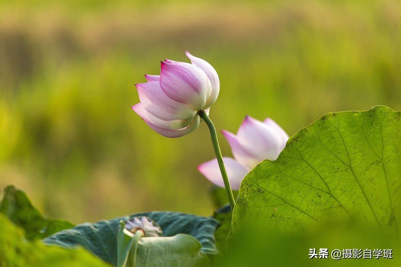 荷花照片拍摄注意事项,荷花照片的摄影分析
