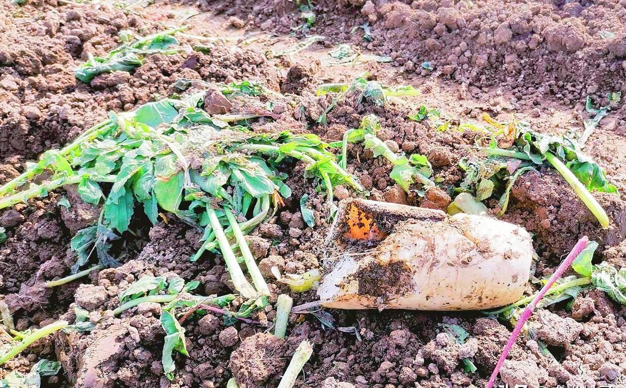 去土腥臭味最有效的方法,臭味剂怎么能消除