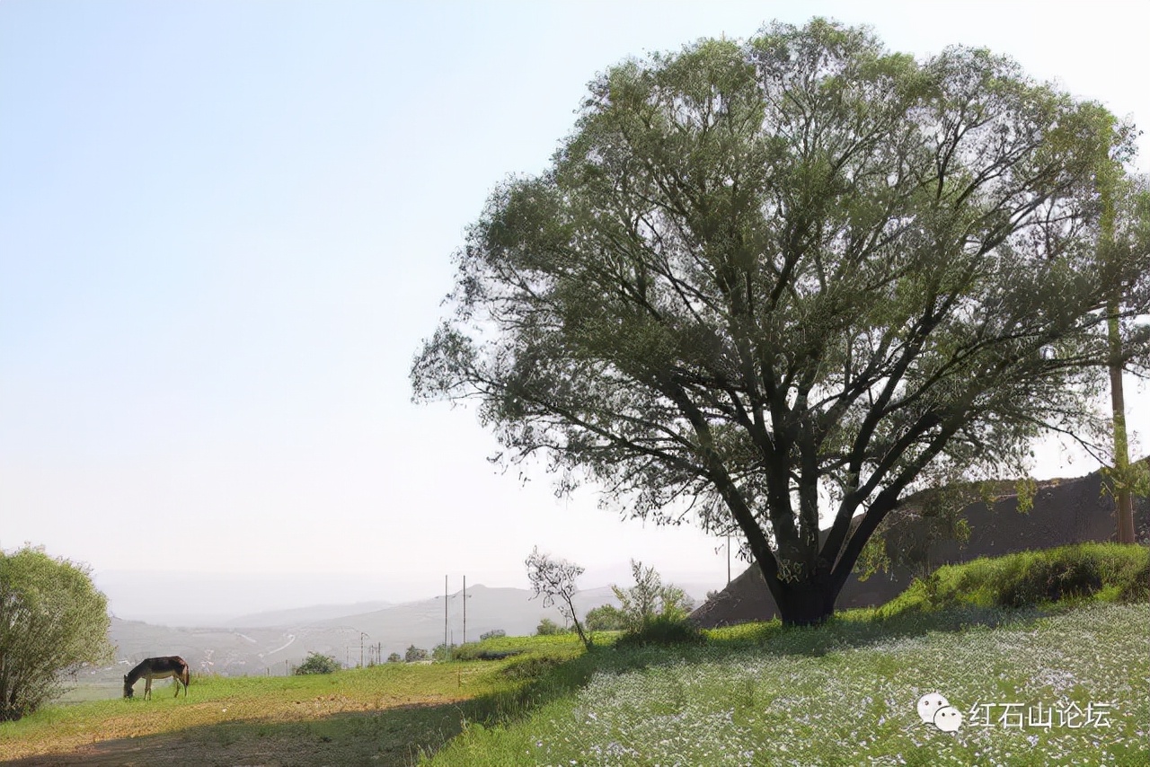 美丽的龙作曲,龙烟的图片