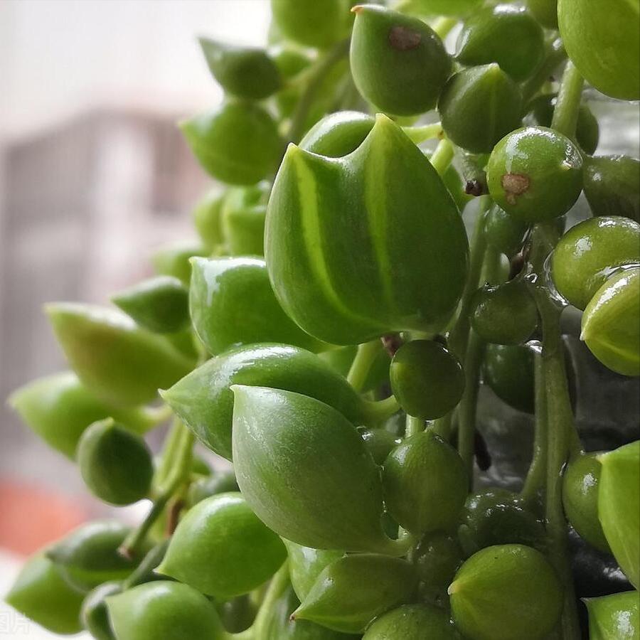 情人泪怎么繁殖养护,情人泪怎么样容易爆棚