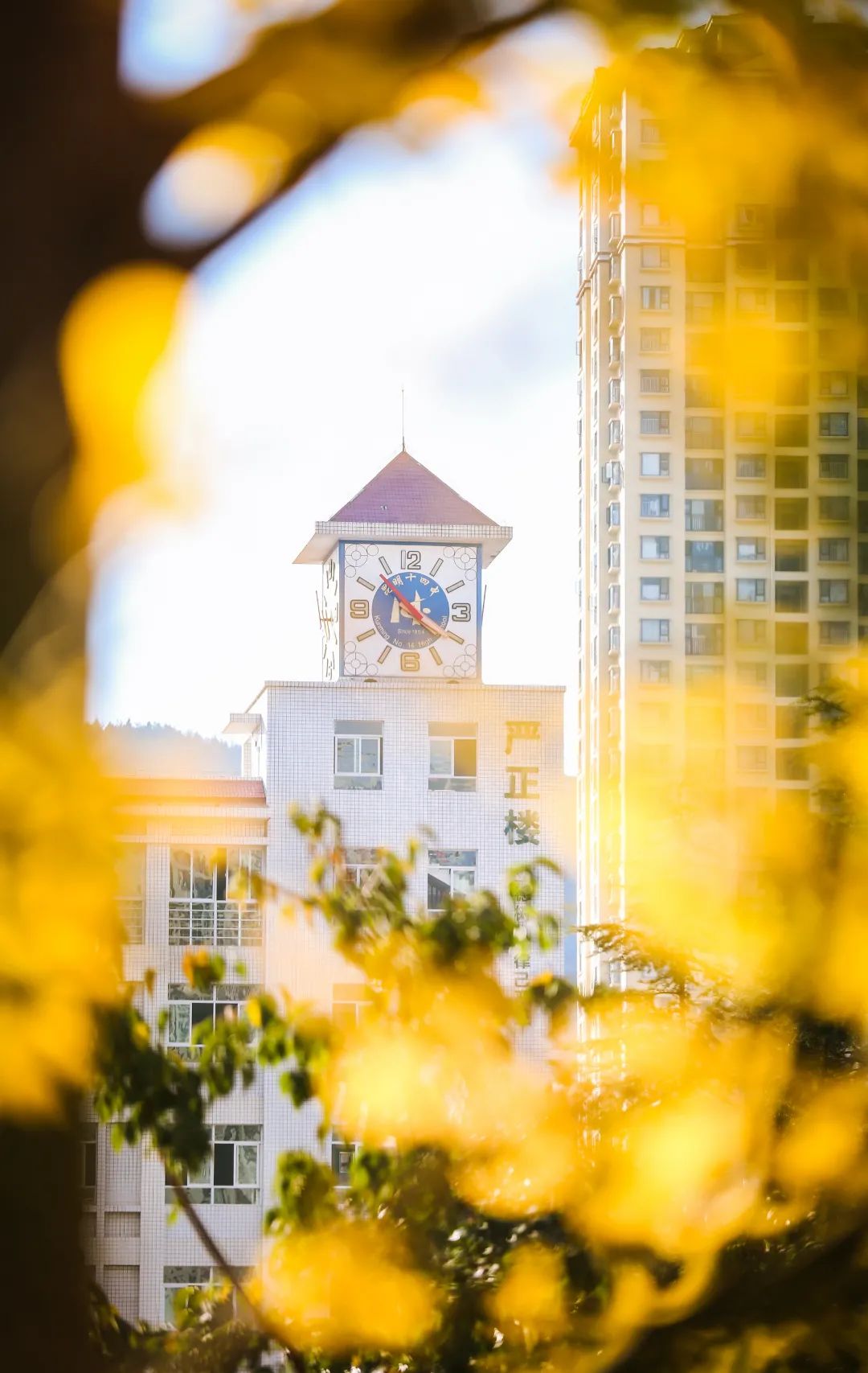 秋季限定|昆明九所学校，送你诗意校园里的一抹金