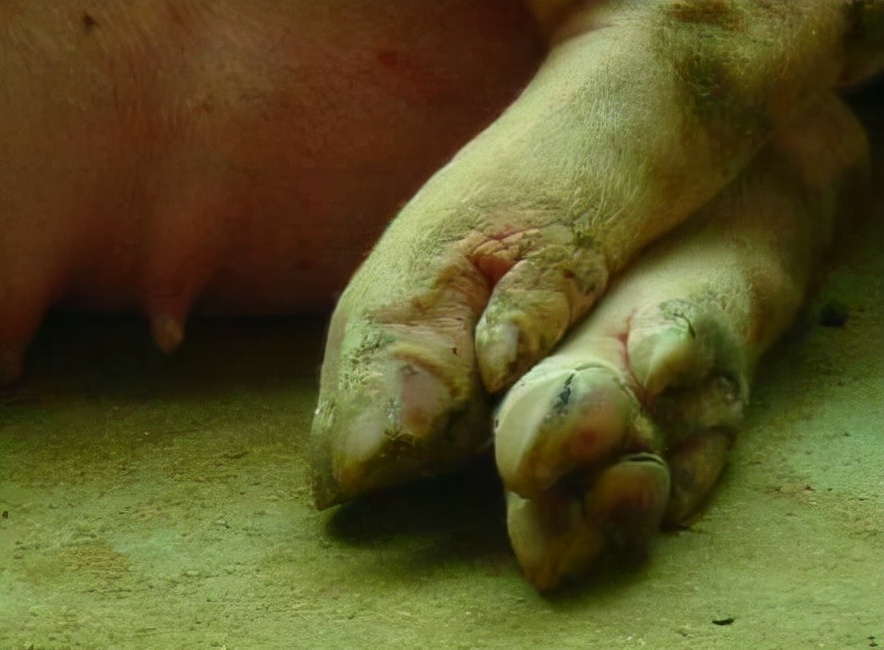 怀孕母猪蹄裂怎么治疗最好,母猪蹄裂病用什么药好得快