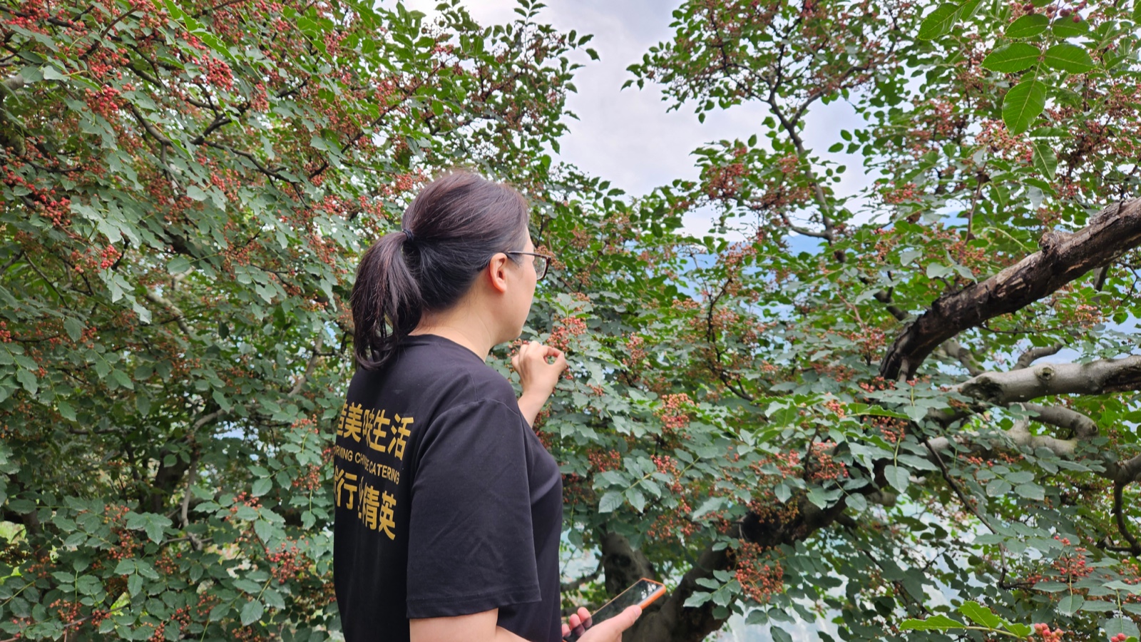 花椒丰收季节是几月,老家花椒丰收季