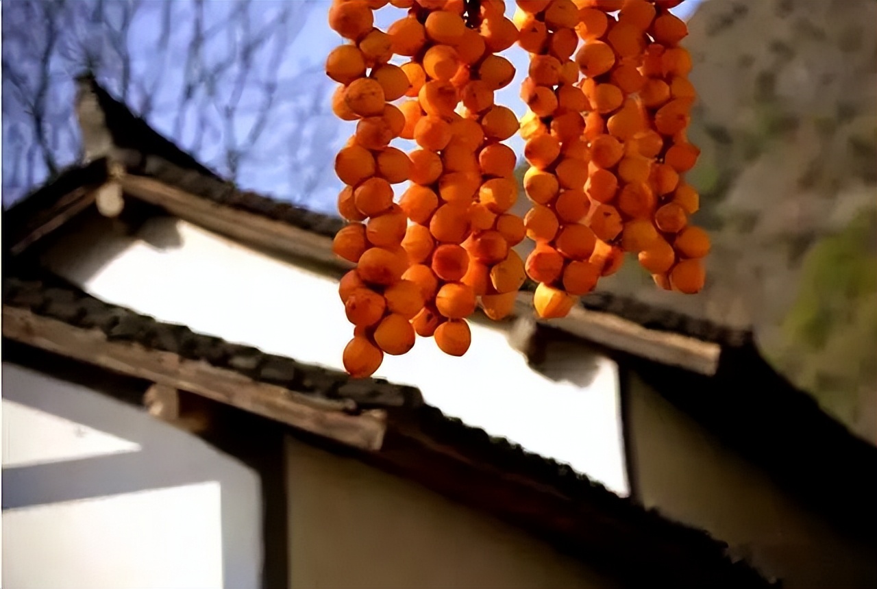 秋日好柿节,又到一年好时节