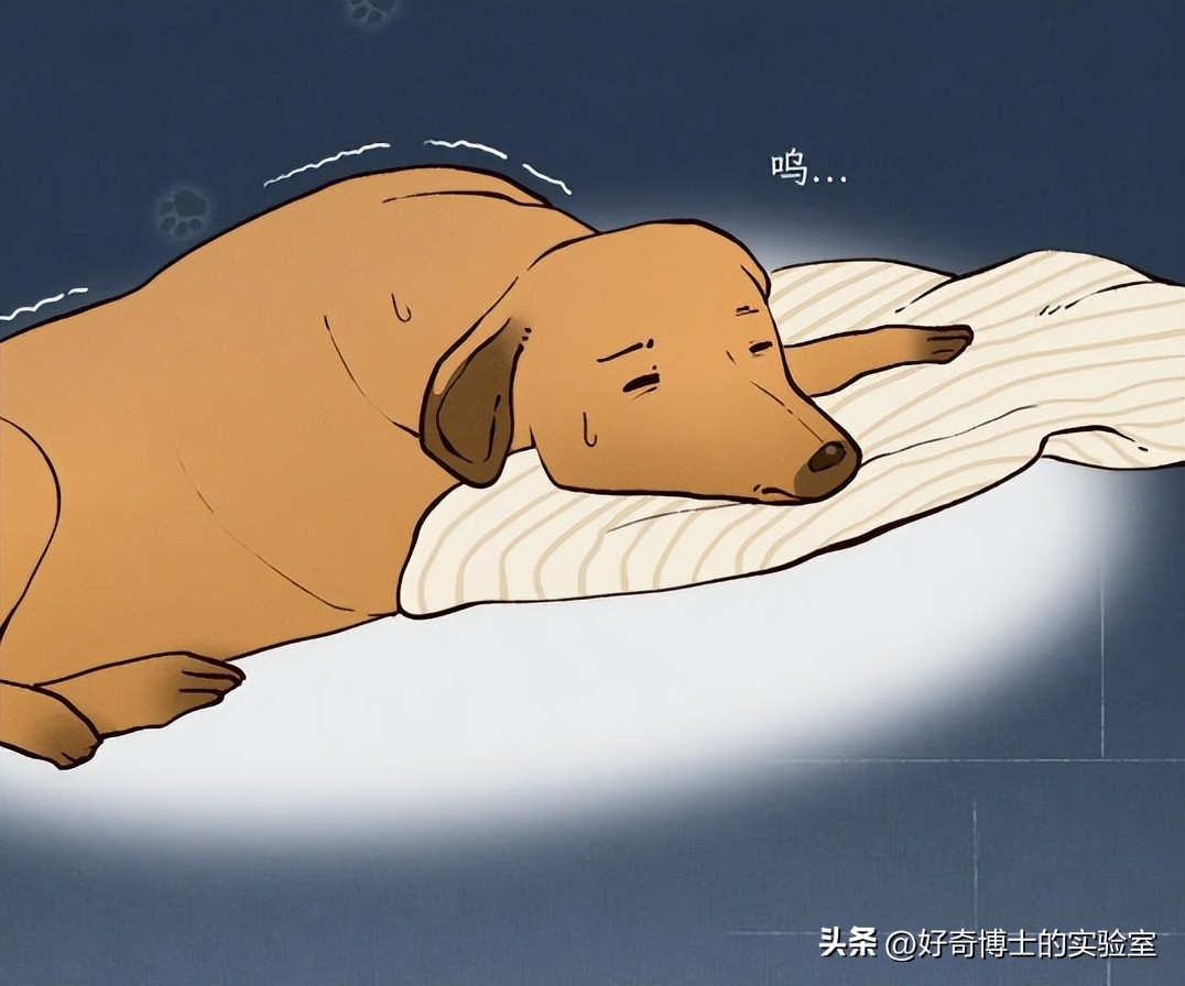 狗朝着没人的地方狂吠，是看到了什么「不干净」的东西吗？