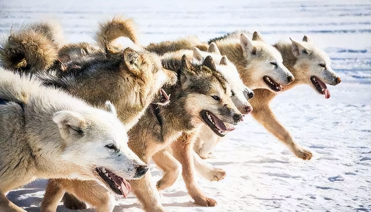 人狼生存搏杀：西伯利亚狼吃羊杀马，牧民雪地摩托杀狼|故事