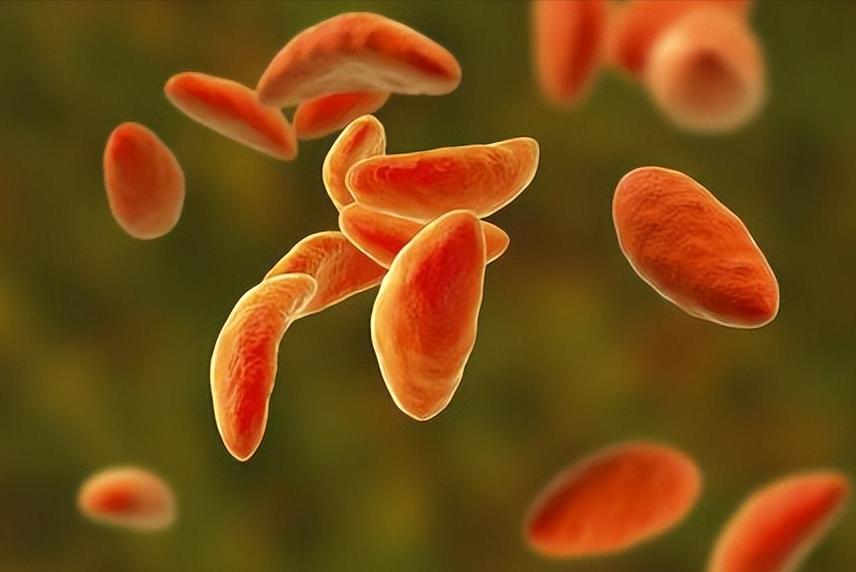 新西兰的几维鸟属于什么类型,新西兰的几维鸟有什么样的形态