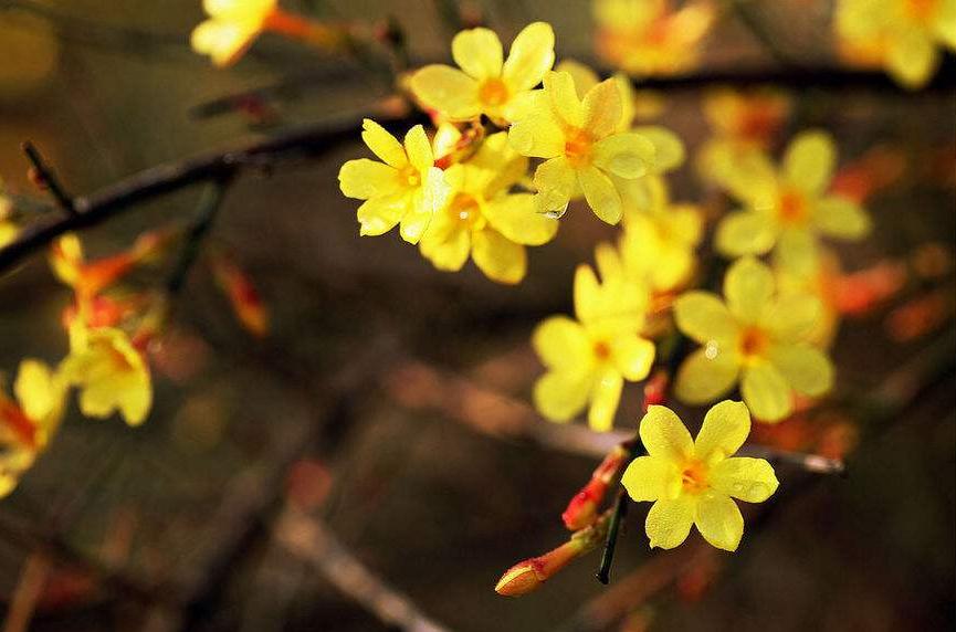 读10首春日诗词充满了希望和力量,最经典早春诗词