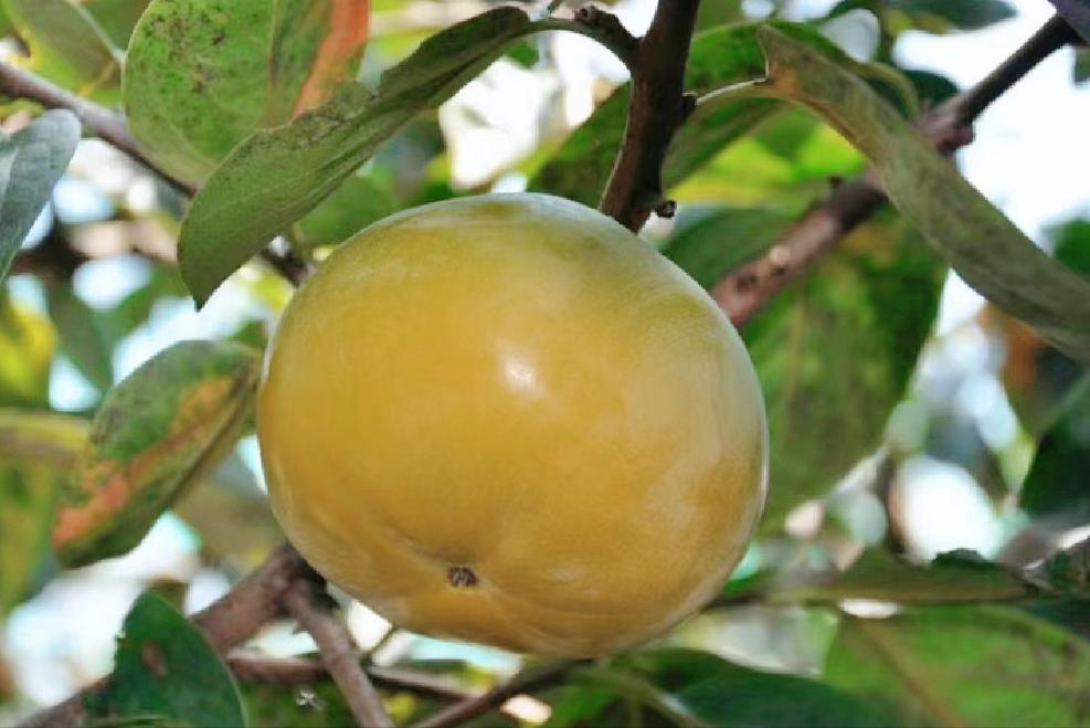日本“地狱级难度”水果，我国用了17年没能摆平，太秋柿有多难种