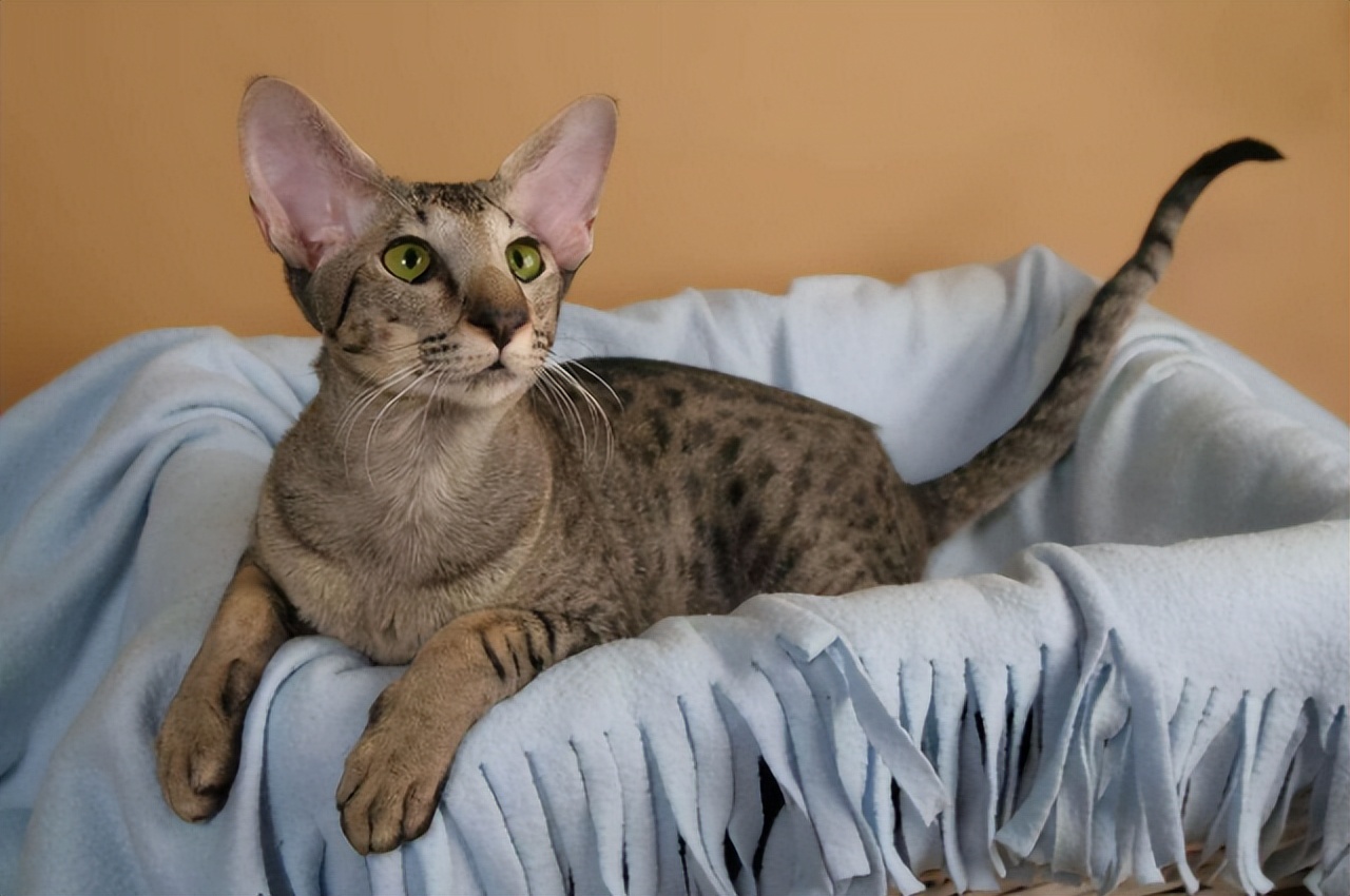 东方短毛猫形态特征,东方短毛猫颜色介绍