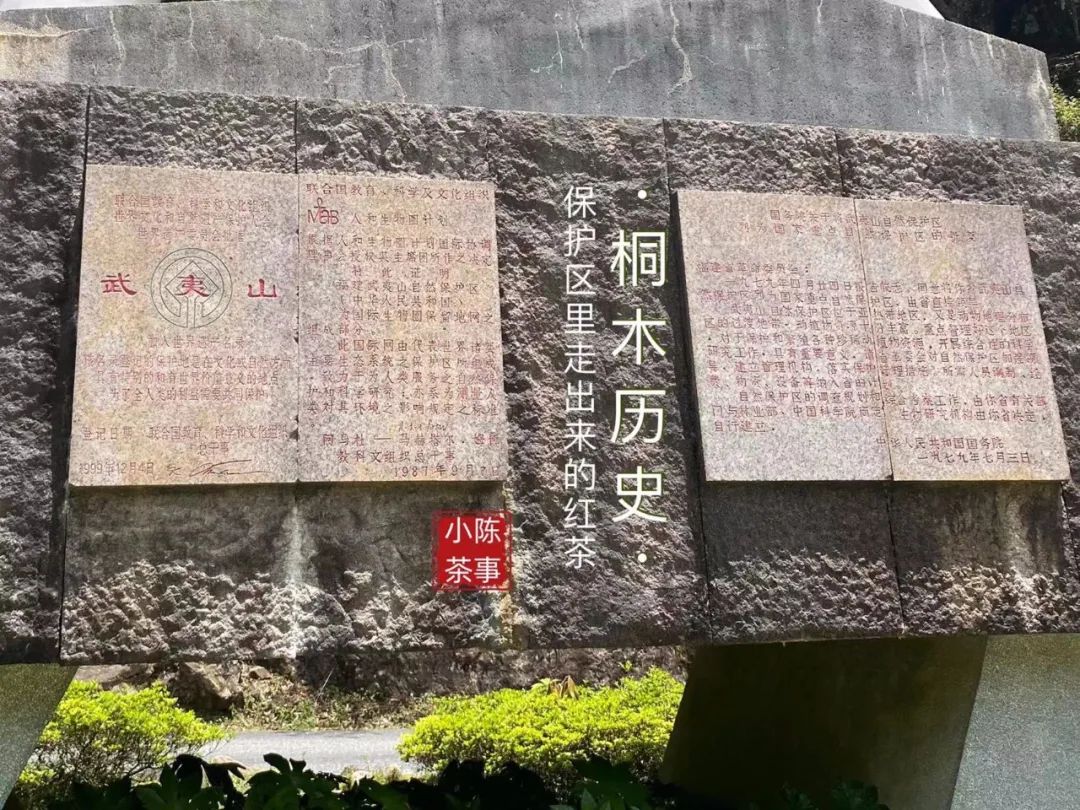 同样是金骏眉为啥桐木关的比较贵,金骏眉武夷山桐木关